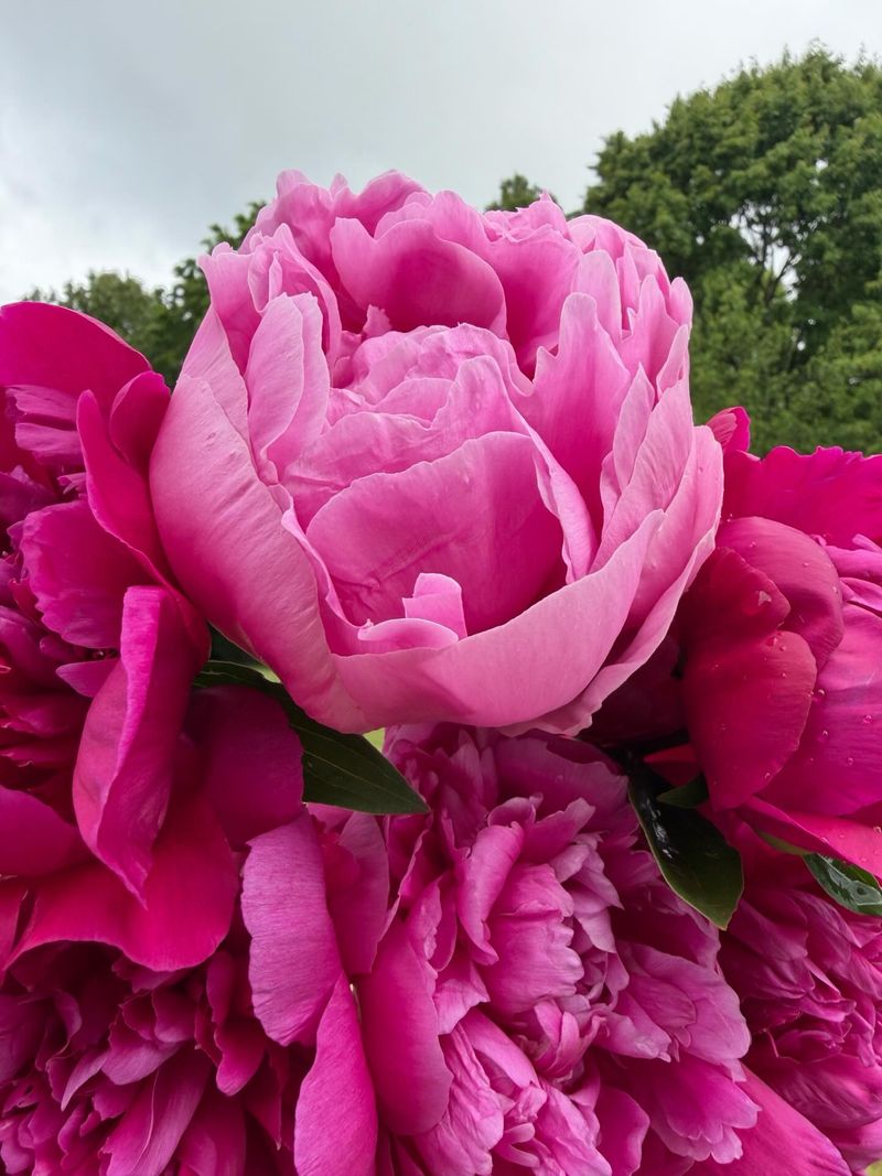 Peonies Can Bloom For Decades