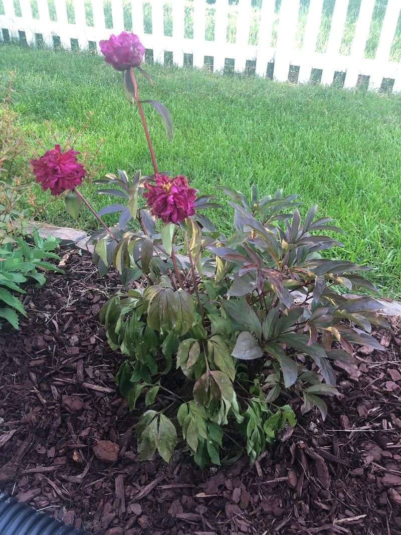 Peonies Sit Sad And Flowerless Season After Season