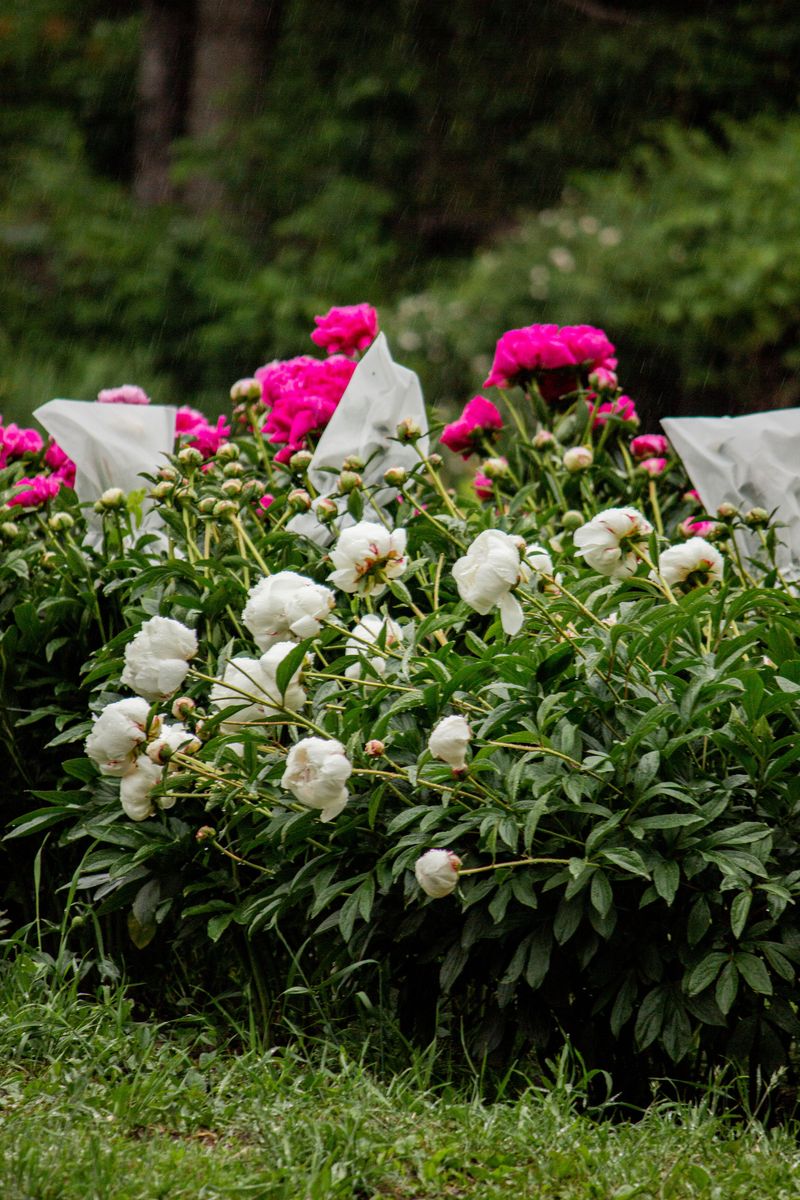 Peonies That Stopped Putting On A Show Peonies That Stopped Putting On A Show
