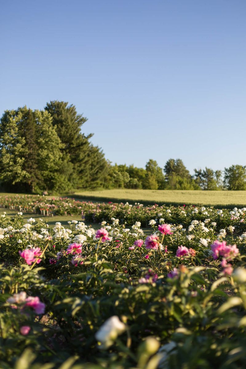 Peonies in Wisconsin