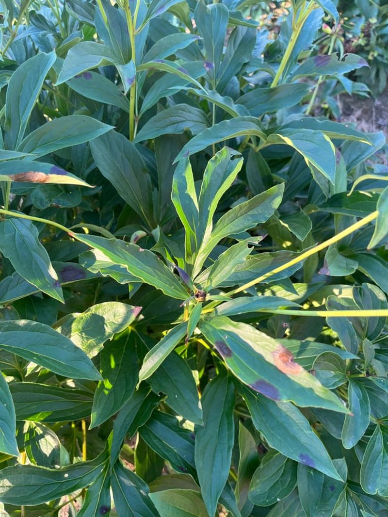 Peony Foliage With Botrytis Blight
