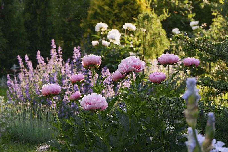 Peony (Paeonia spp.)