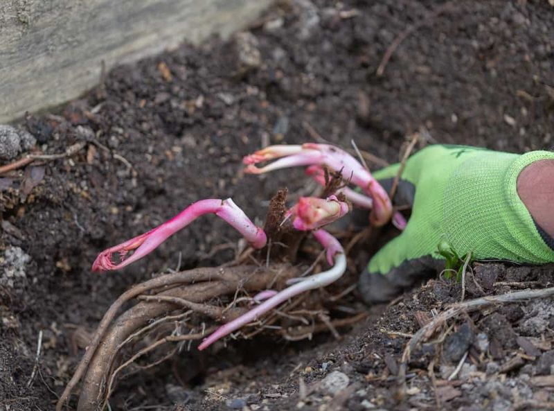 Peony Roots Need To Sit Close To The Soil Surface