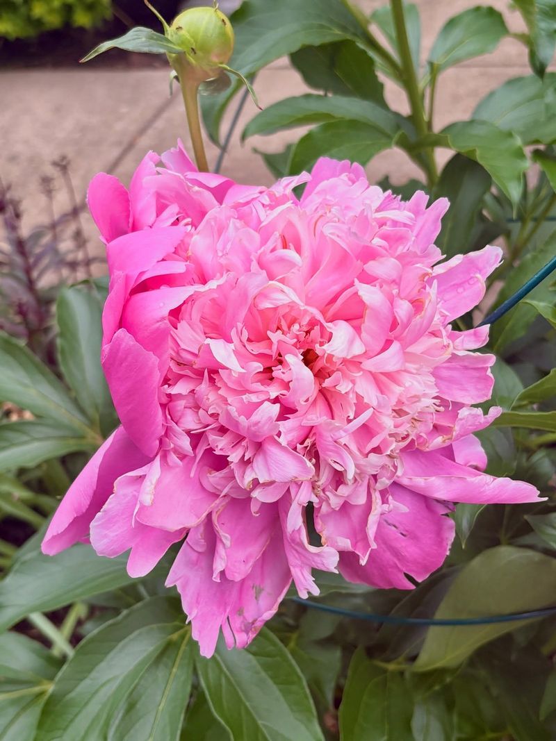 Peony