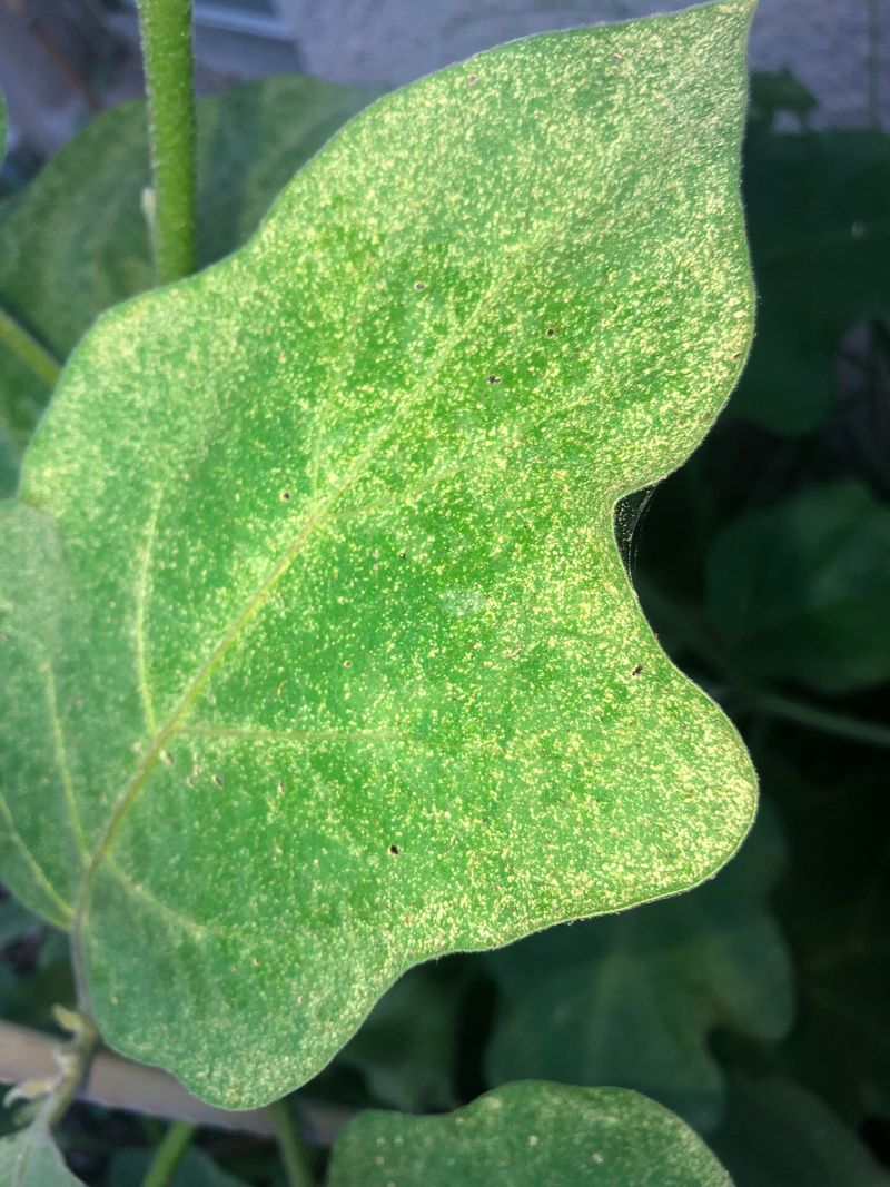 Pepper And Eggplant Lower Leaves Can Hide Early Colonies