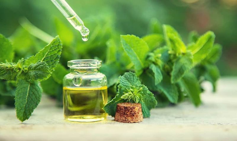 Peppermint And Eucalyptus Oil