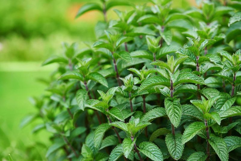 Peppermint Has A Strong Aroma