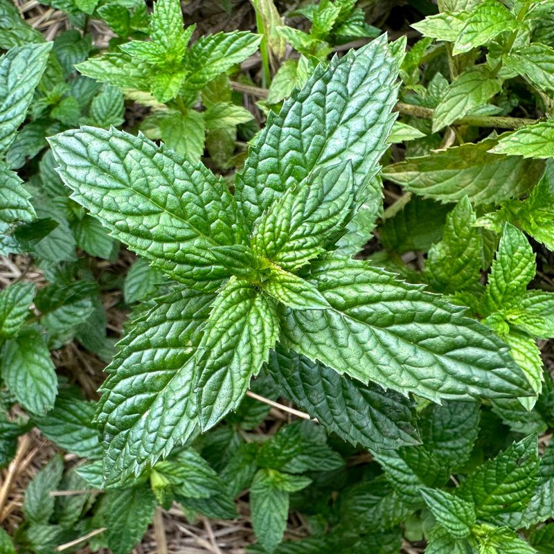 Peppermint Patches For Cool Corners Peppermint Patches For Cool Corners