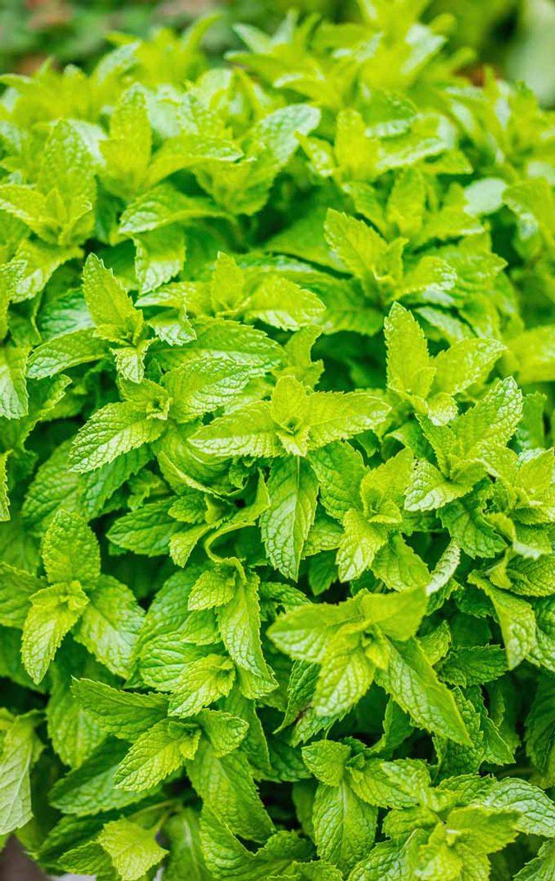 Peppermint as an Arizona Ground Cover