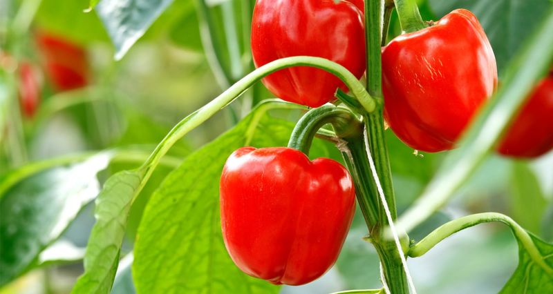 Peppers (Bell & Hot)