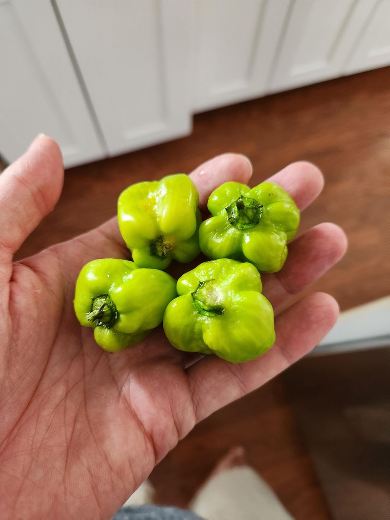 Peppers Get Sampled More Than Eaten
