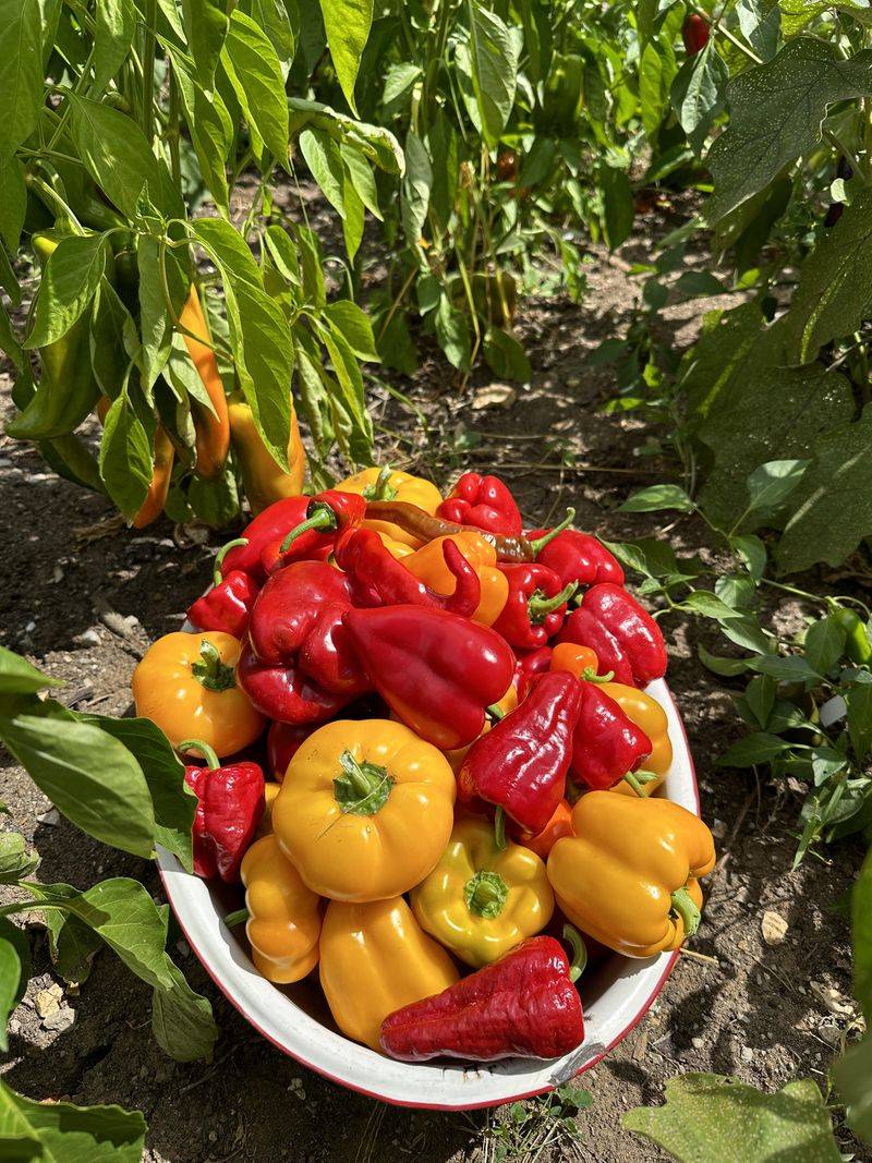 Peppers Keep Producing Into Late September Peppers Keep Producing Into Late September