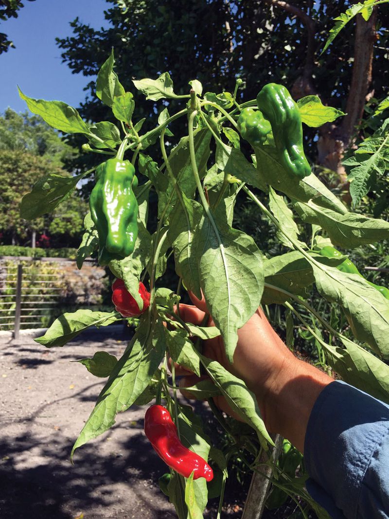 Peppers Often Behave Like Perennials Here Peppers Often Behave Like Perennials Here