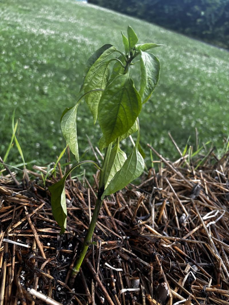 Peppers Root Easily In Warm Straw
