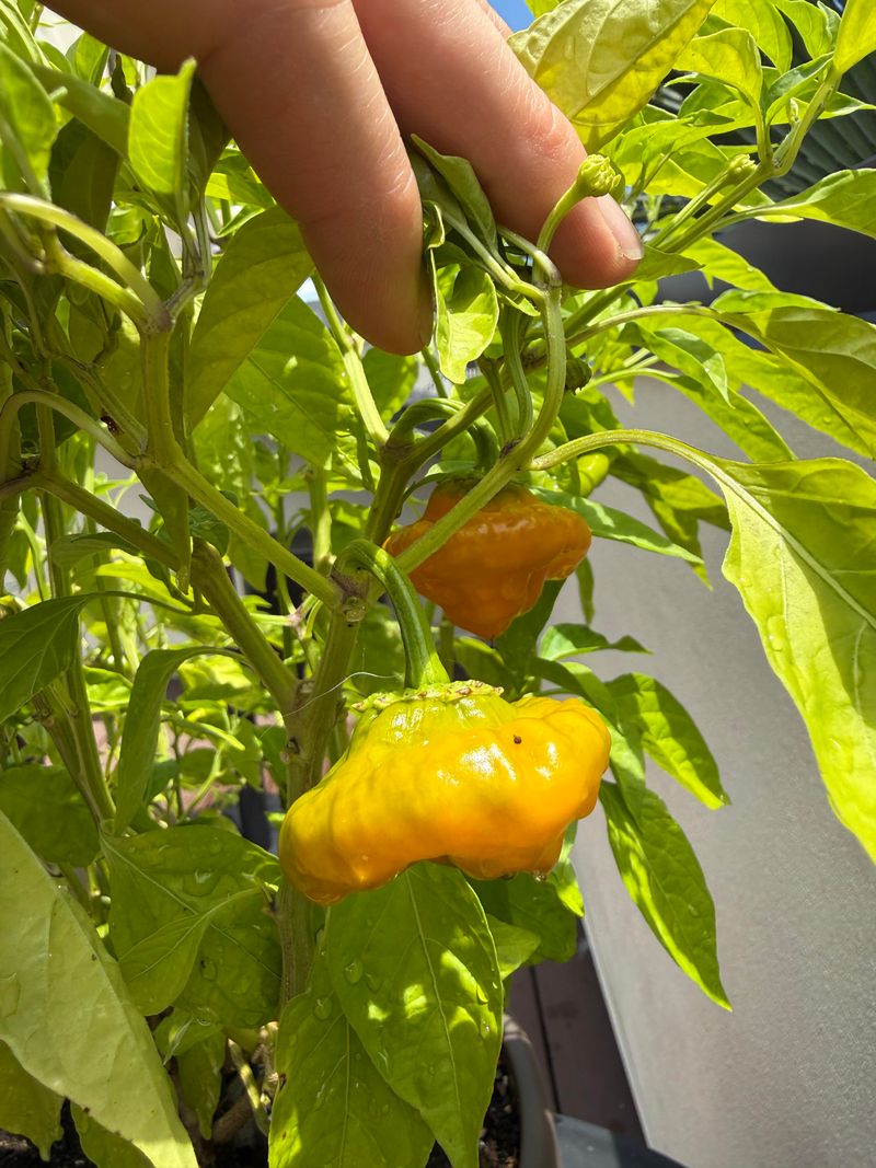 Peppers Turn Yellow And Refuse To Set Fruit