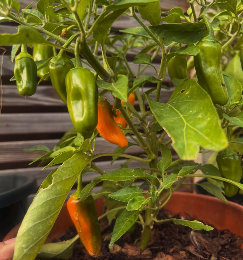 Peppers