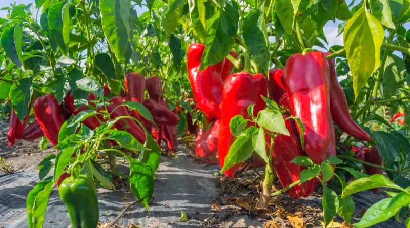 Peppers
