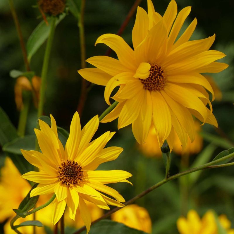 Perennial Sunflower (Helianthus spp.)