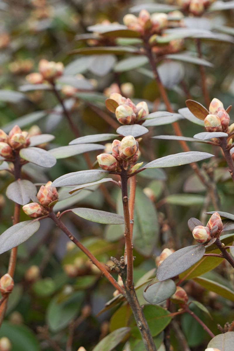 Perennials And Shrubs Get Fooled Into Late Growth Perennials And Shrubs Get Fooled Into Late Growth