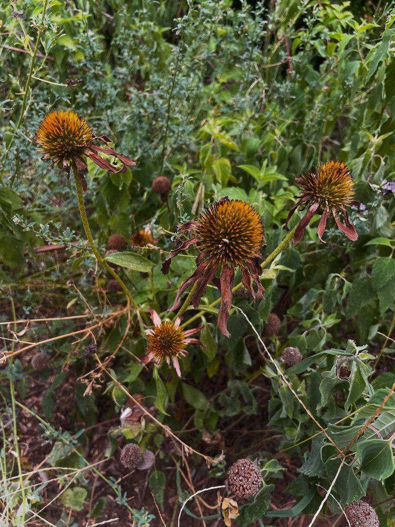 Perennials Begin Going Dormant As Winter Approaches Perennials Begin Going Dormant As Winter Approaches