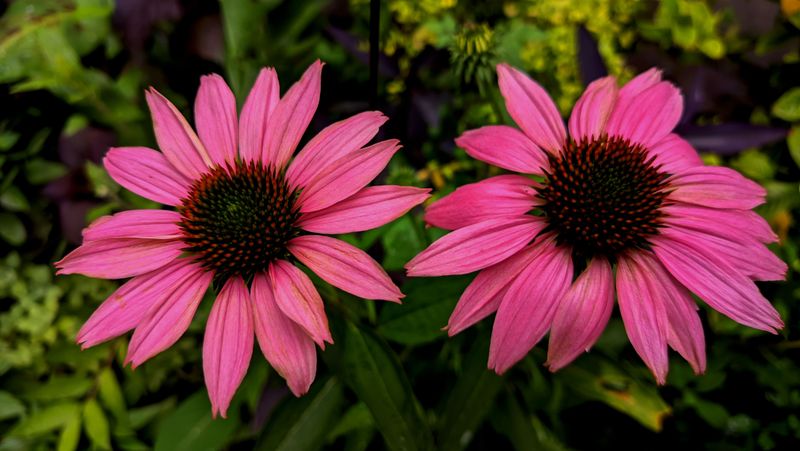 Perennials Set Now Bloom Bigger Next Year Perennials Set Now Bloom Bigger Next Year