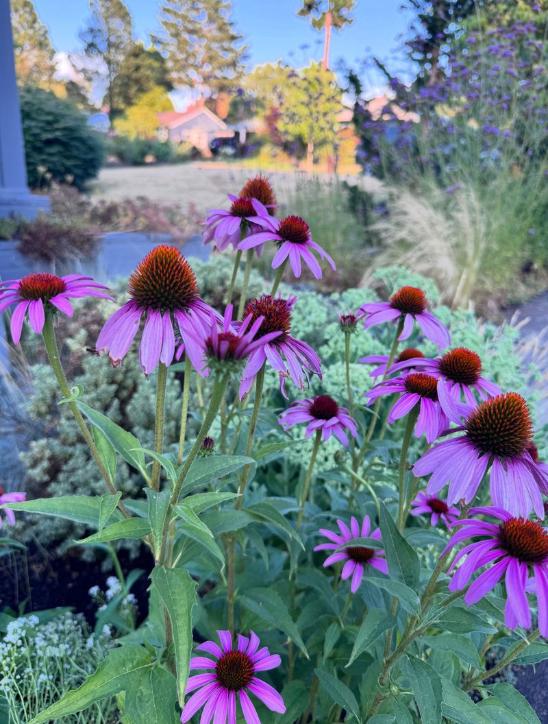 Perfect For Low-Water Xeriscape Corners