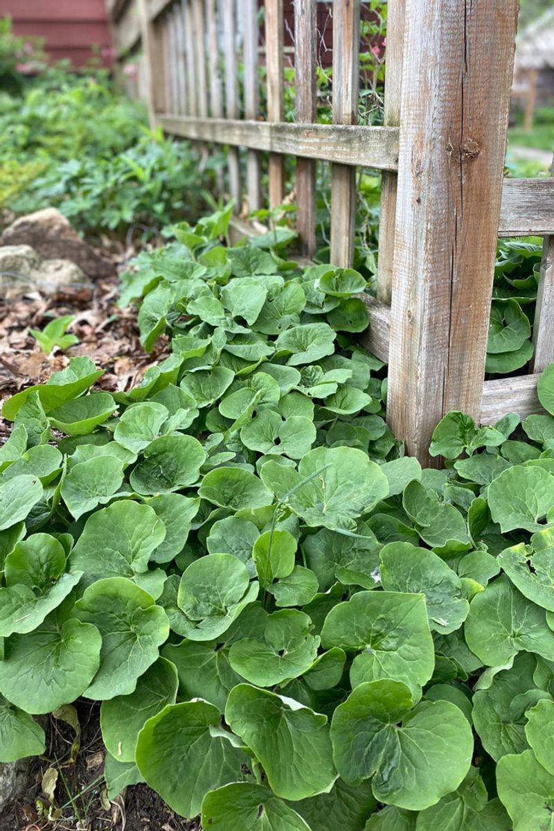 Perfect For Those Tricky Shady Spots Perfect For Those Tricky Shady Spots