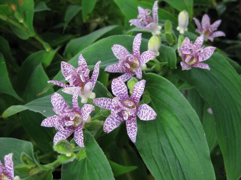 Perfect Partners For Toad Lilies In Woodland Bed