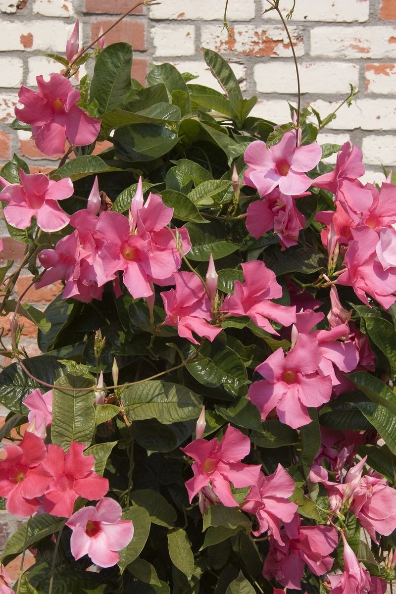 Perform Light Pruning and Deadheading Perform Light Pruning and Deadheading