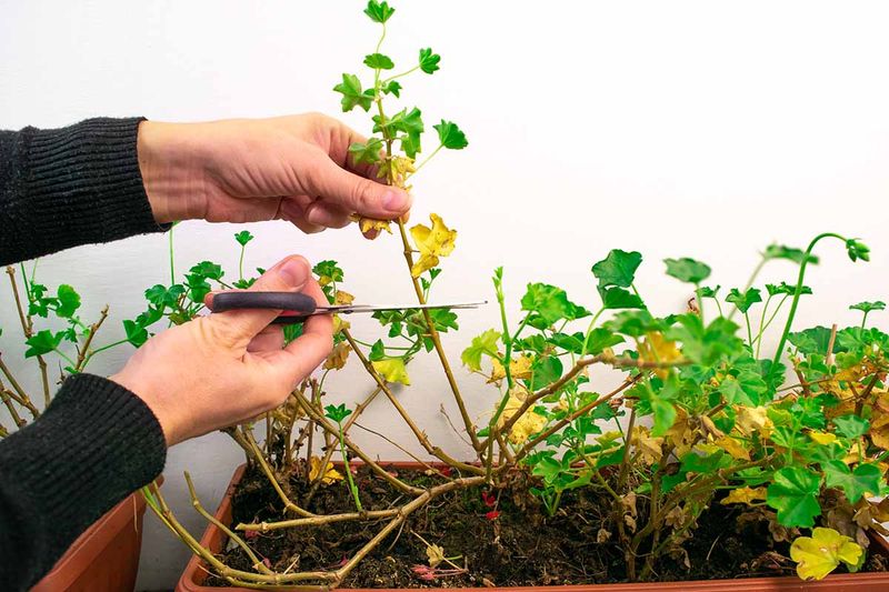 Perform a Pre-Winter Pruning