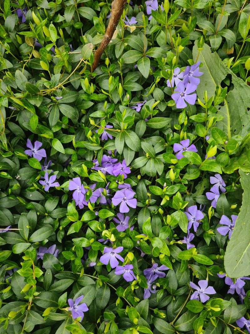 Periwinkle Covers Bare Spots And Keeps On Wandering