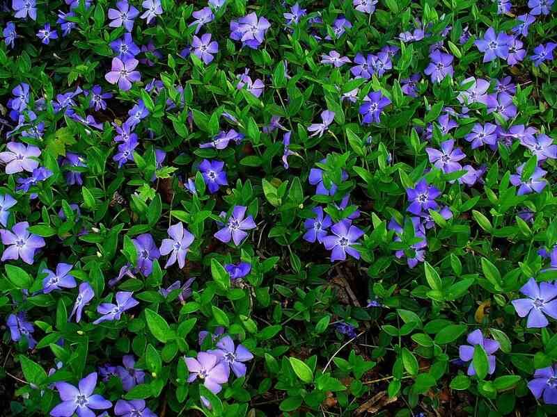 Periwinkle Escapes Into Wild Forest Areas