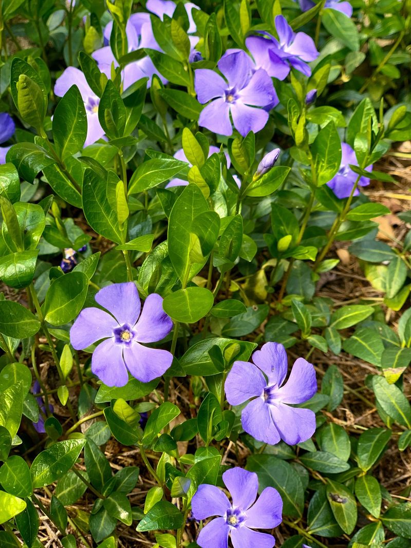 Periwinkle Weaves A Tangled Carpet Periwinkle Weaves A Tangled Carpet