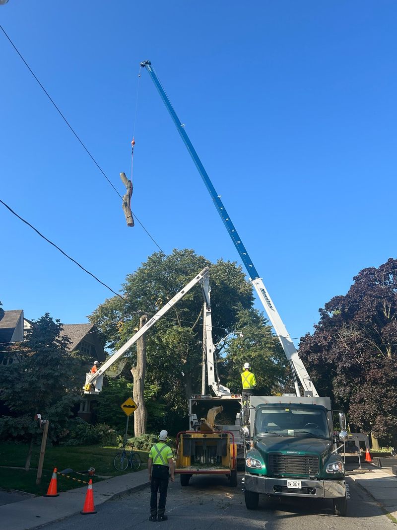 Permits May Be Needed Before Cutting