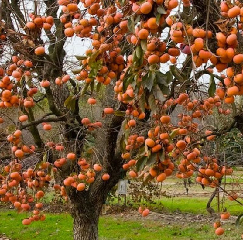 Persimmon