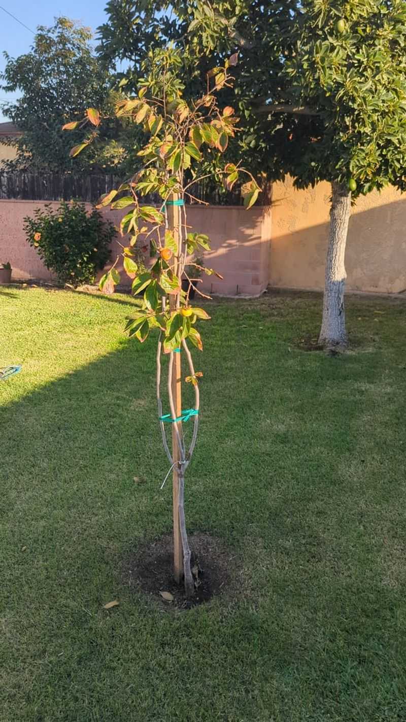 Persimmon Adapts To Many California Climates Persimmon Adapts To Many California Climates