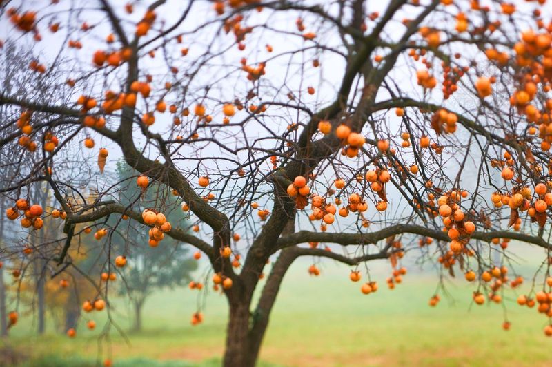 Persimmon Brings Fall Color Alongside Bright Orange Fruit Persimmon Brings Fall Color Alongside Bright Orange Fruit