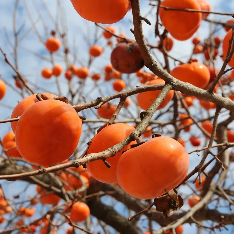 Persimmon Trees Respond To A Simple Top Dressing