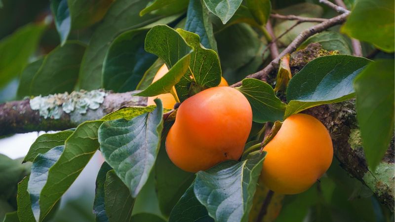 Persimmon Trees Usually Do Better Without Late Heavy Feeding