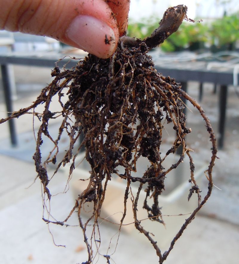 Persistent wilt means it is time to inspect roots and drainage Persistent wilt means it is time to inspect roots and drainage