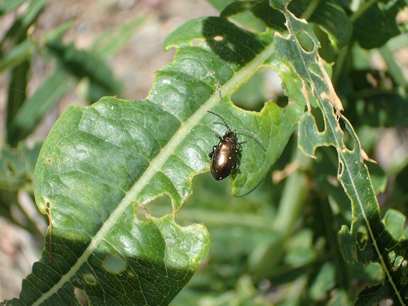 Pesky Summer Bugs Start To Fade Away
