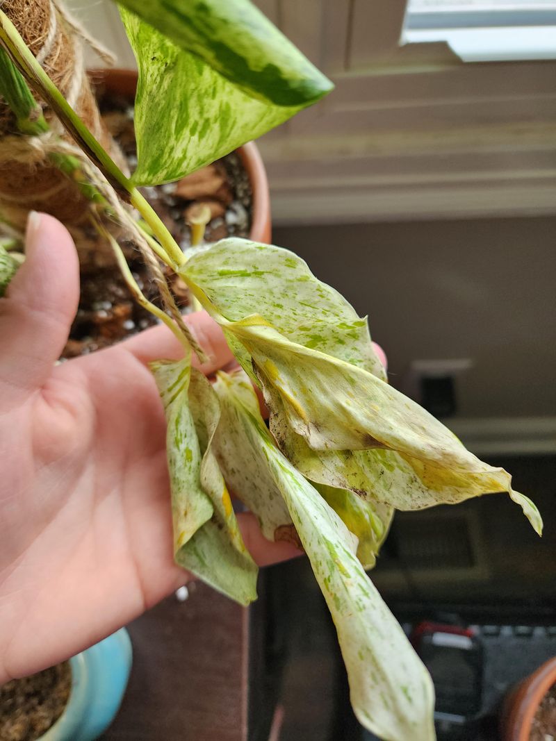 Pest Activity Hiding Beneath The Yellow Spots