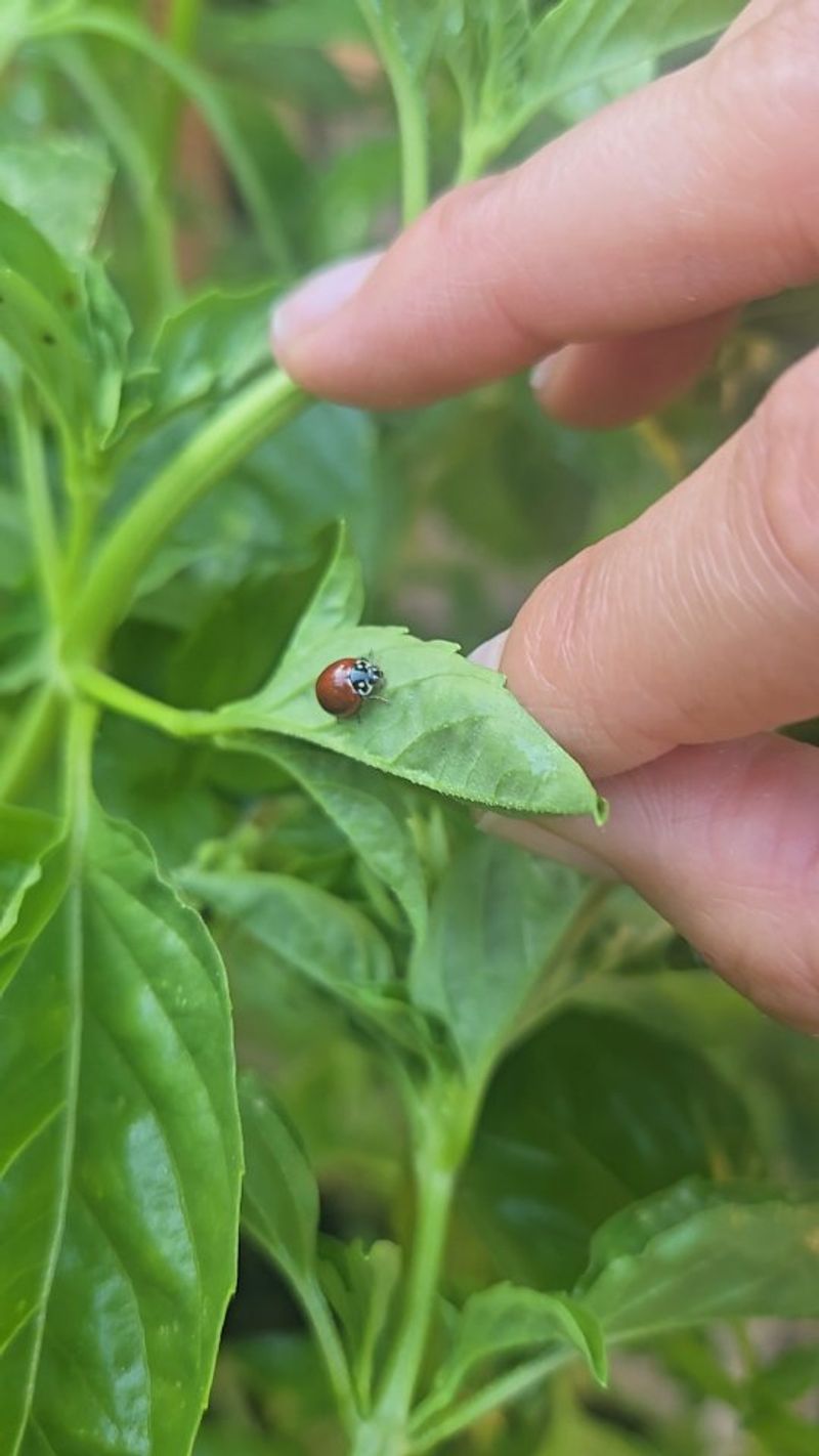Pest Protection For Fall Bean Beds Pest Protection For Fall Bean Beds