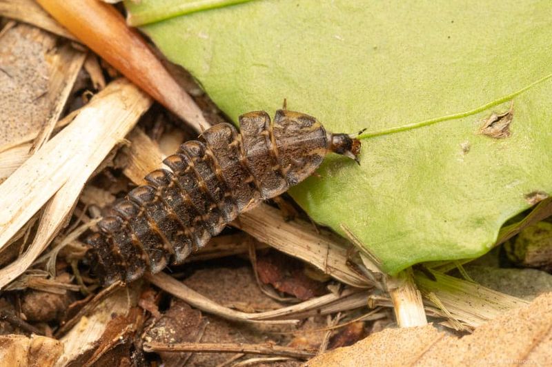 Pesticide Use Harms Larvae In The Soil
