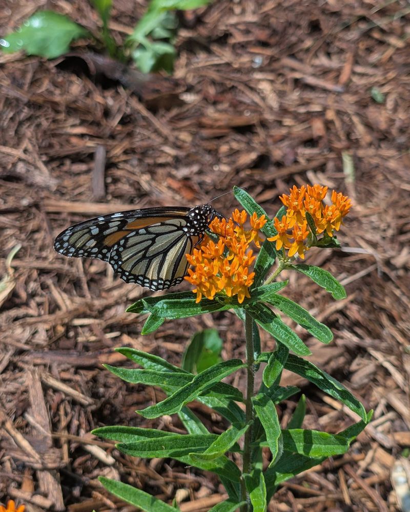 Pesticides Can Make Gardens Less Friendly To Monarchs