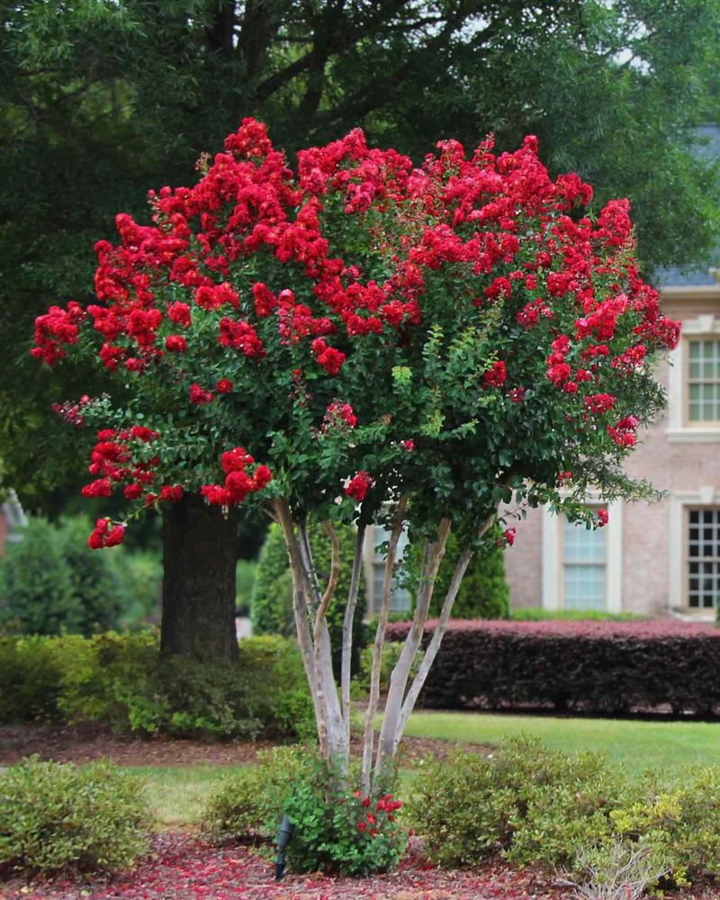 Pests And Disease Love Fresh Growth