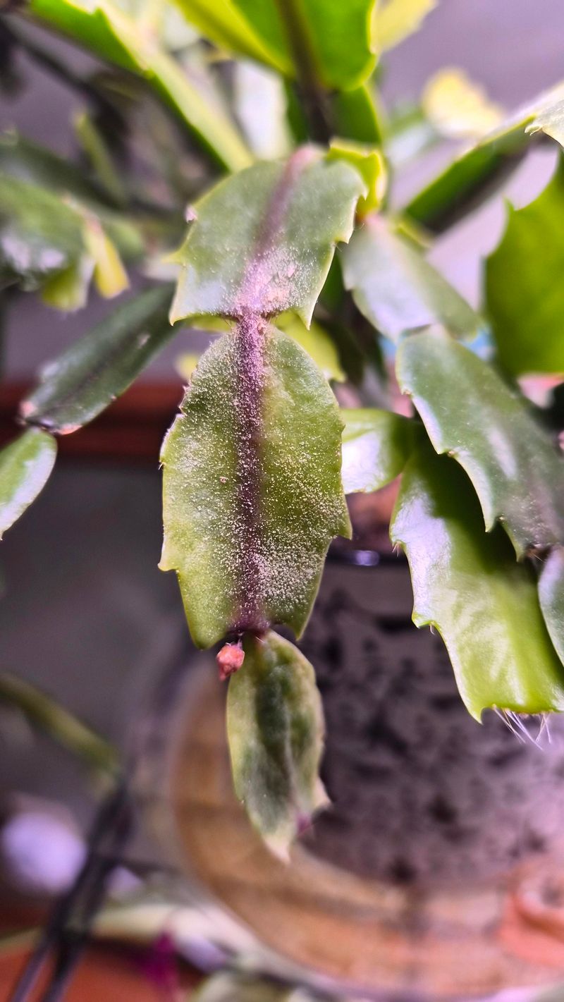 Pests And Fungal Trouble Hiding In Plain Sight Pests And Fungal Trouble Hiding In Plain Sight
