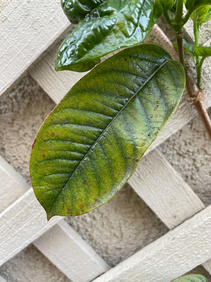 Pests Are Checked For And Removed Before The Plant Enters The House Pests Are Checked For And Removed Before The Plant Enters The House