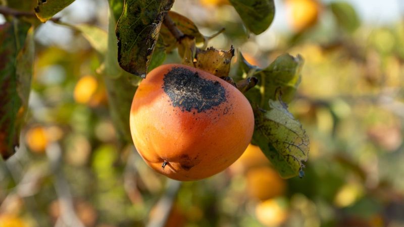 Pests Can Cause Fruit To Drop Early Pests Can Cause Fruit To Drop Early