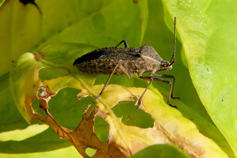 Pests Can Overwinter In Forgotten Plant Debris
